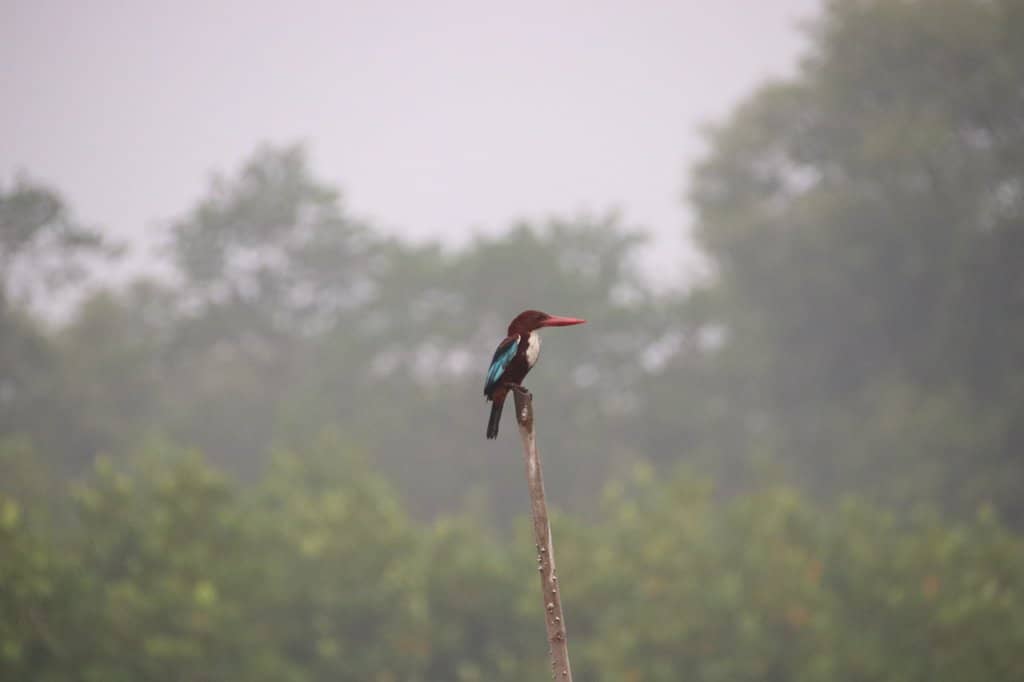 Birdwatching Watchtower