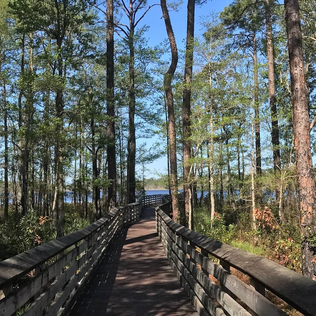 Carnivorous Pitcher Plants