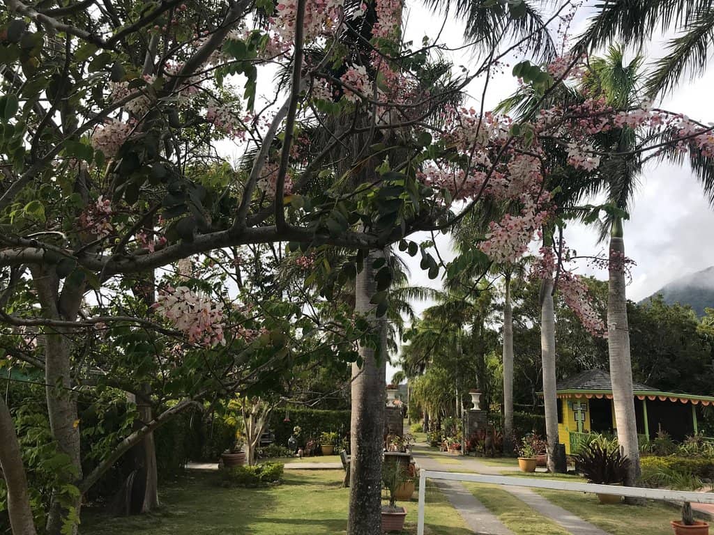 Tropical Flora and Fauna