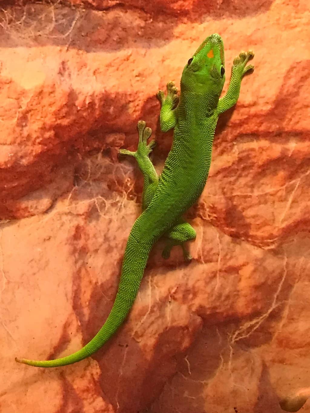 Diverse Underwater World