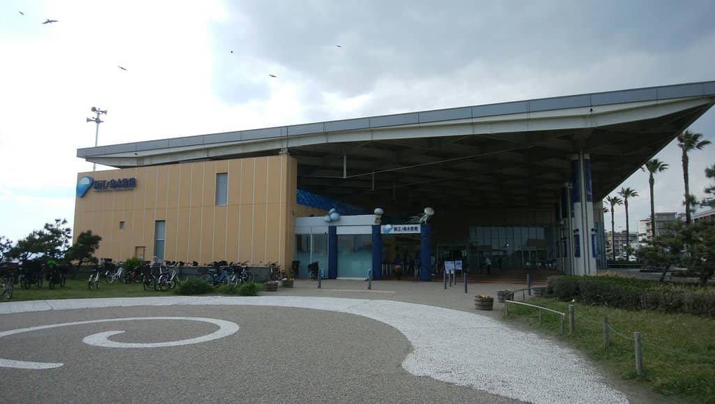 Capybara & Otter Encounters