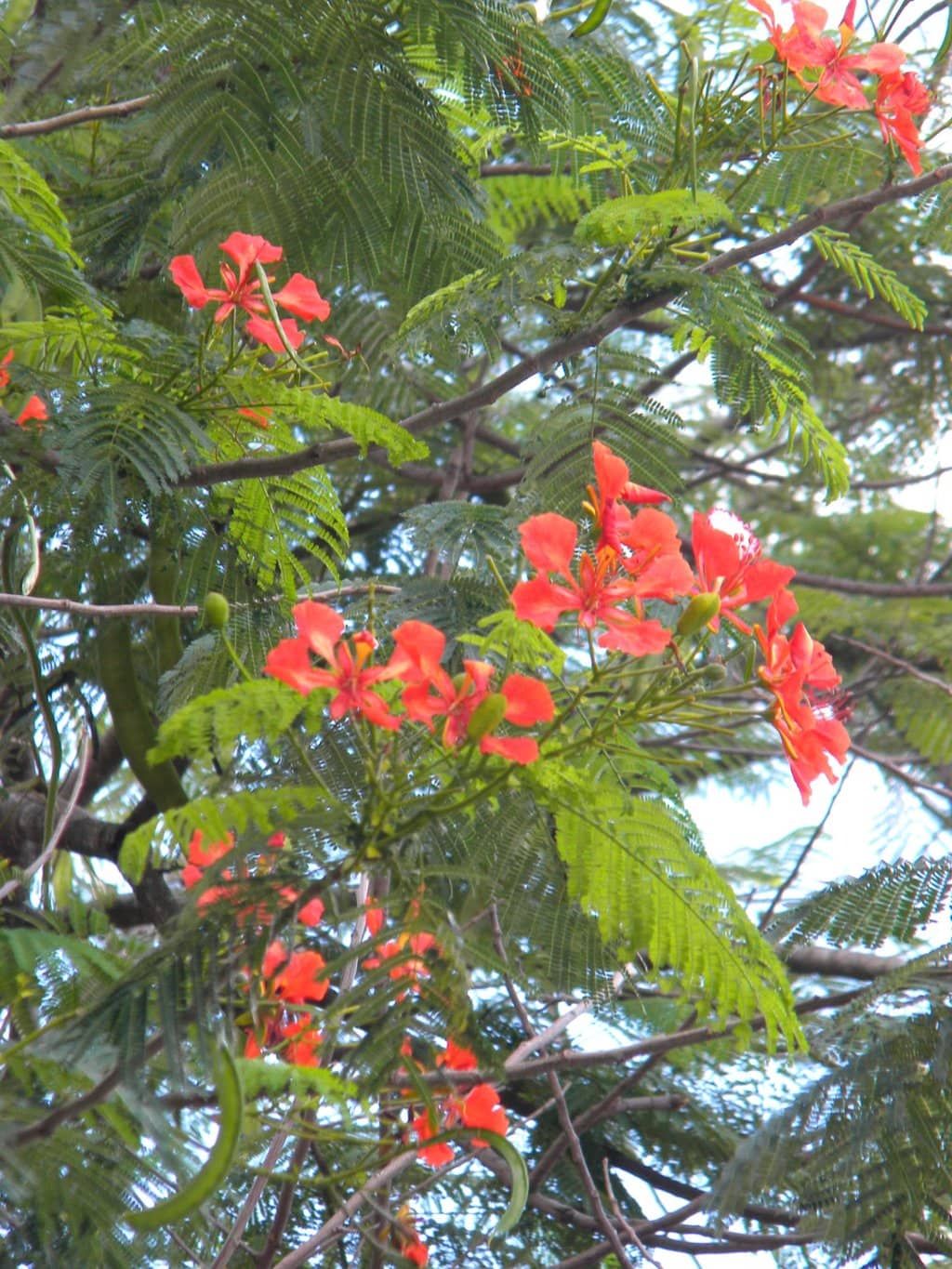 Centennial Gomero Tree