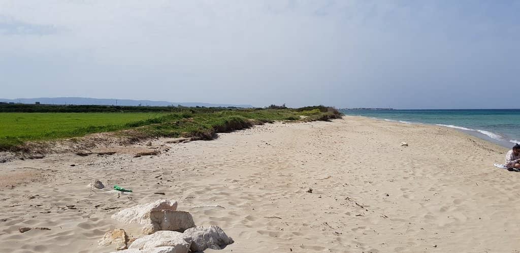 Ancient Olive Groves