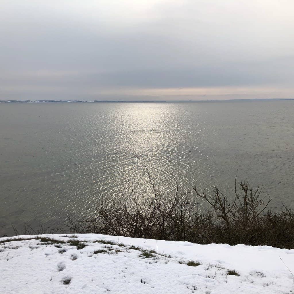 Blooming Beech Trees