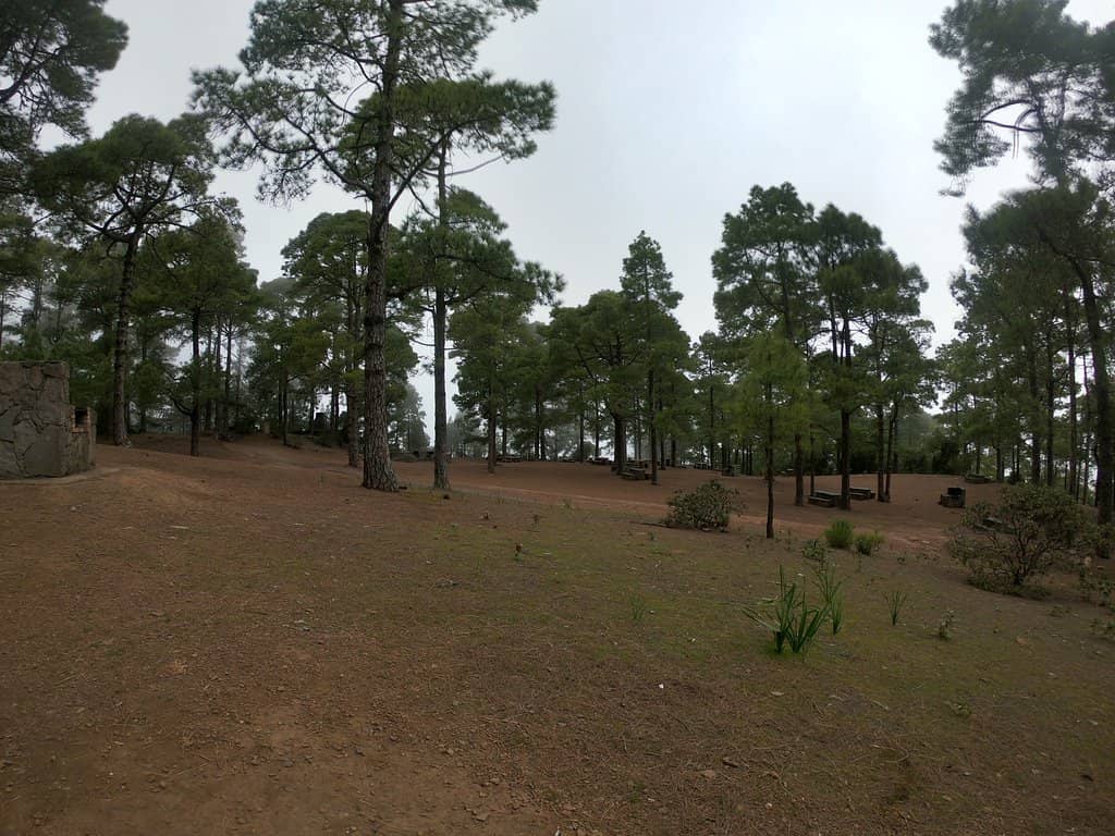 Tamadaba Pine Forest