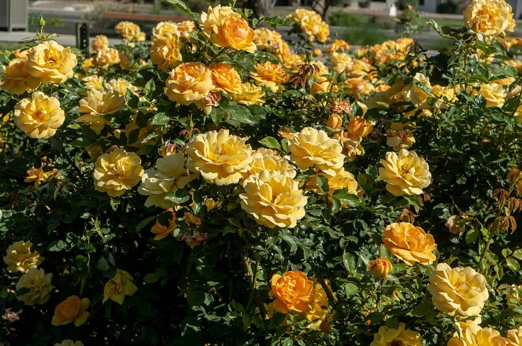 Photographer's Dream