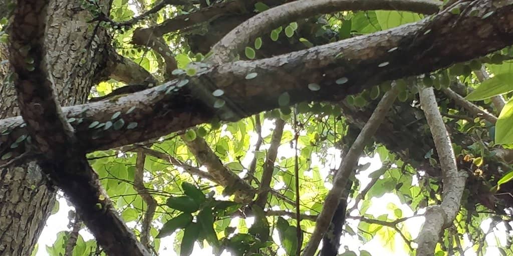 Bamboo Boat Crossing