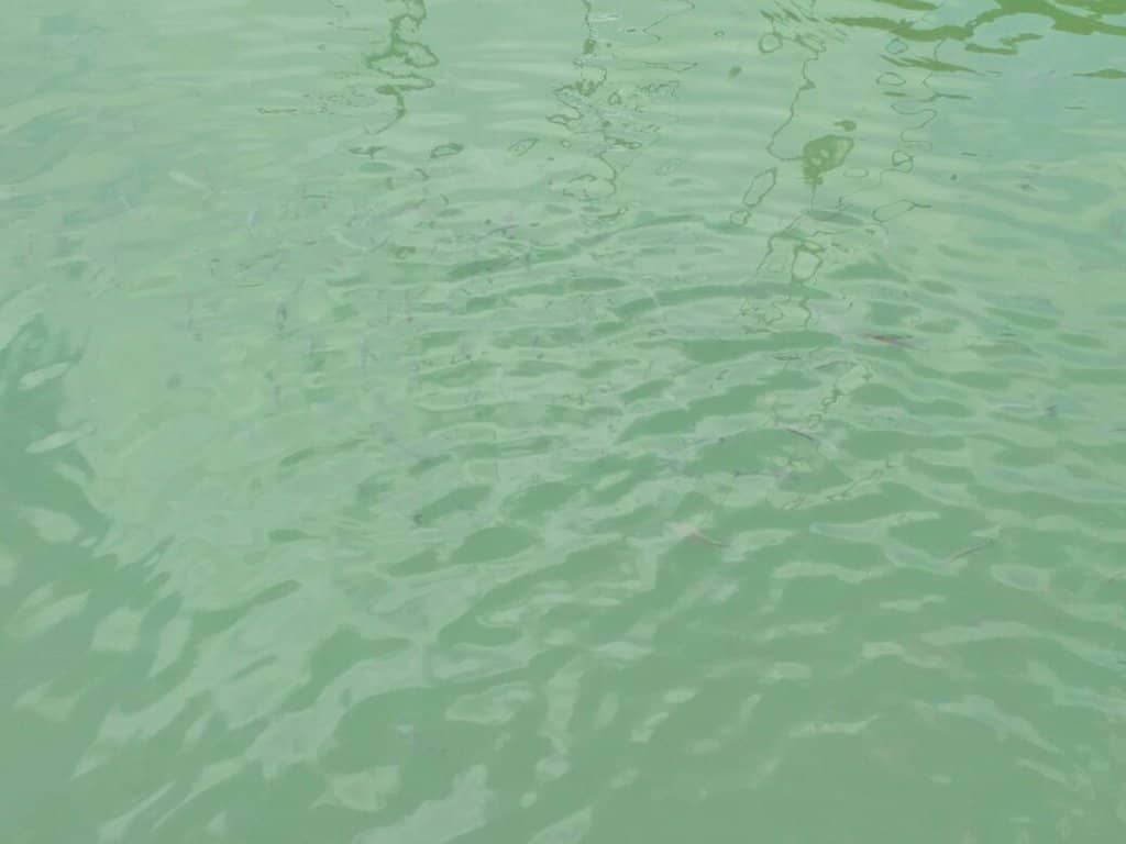 Arena Mall Experience