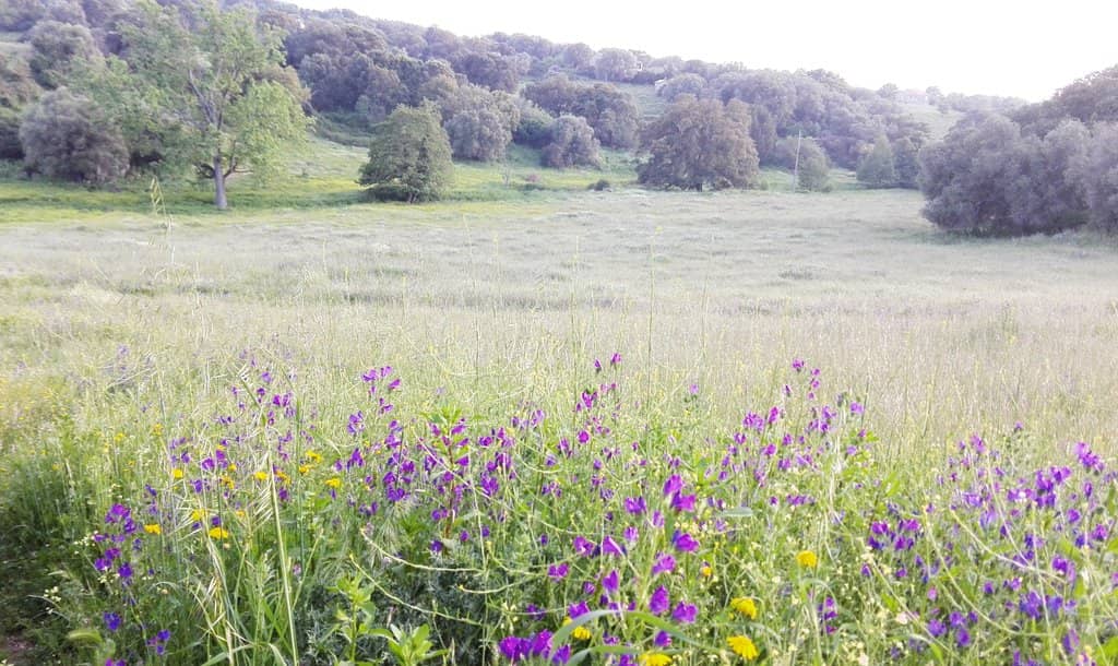 The Menhirs of Filitosa