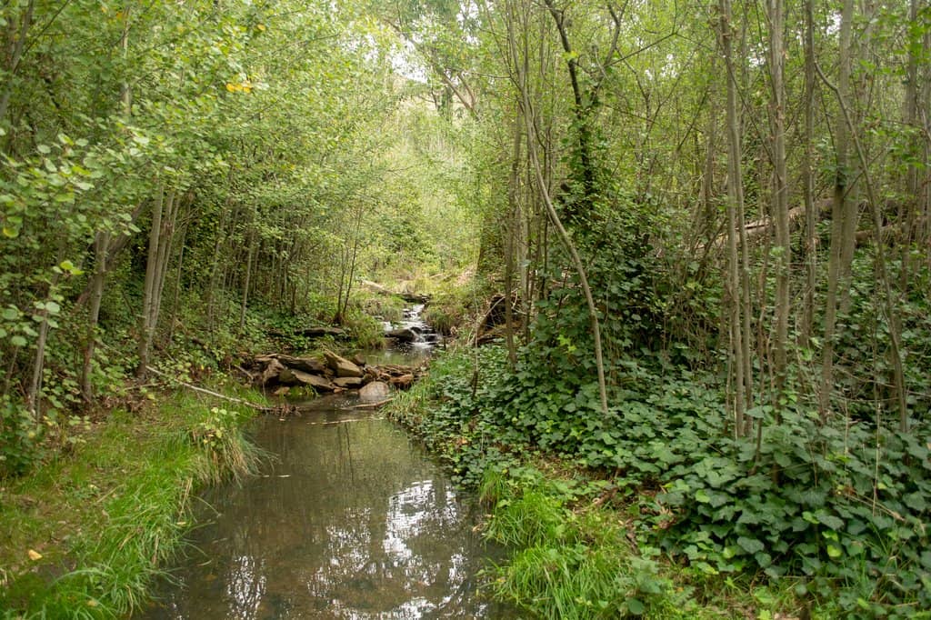 Abundant Flora and Fauna