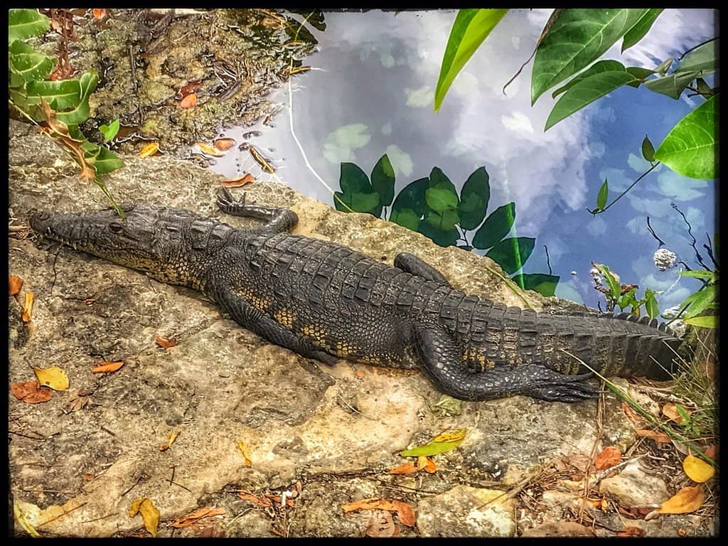 Crystal-Clear Swimming & Snorkeling