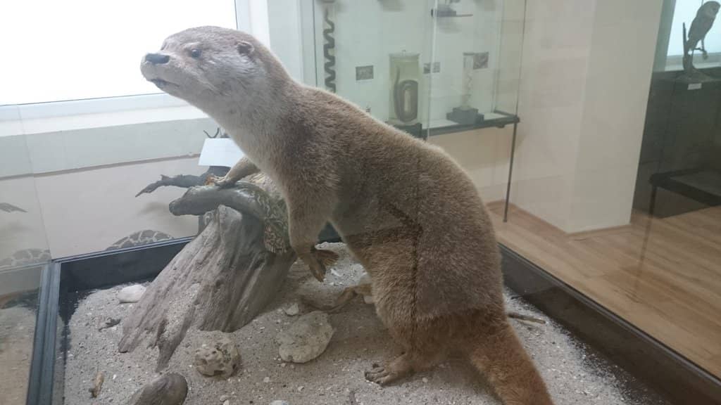 Local Bulgarian Species