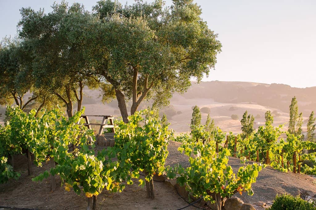 Wetland Habitat Views