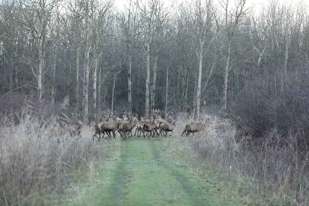 Birdwatcher's Paradise