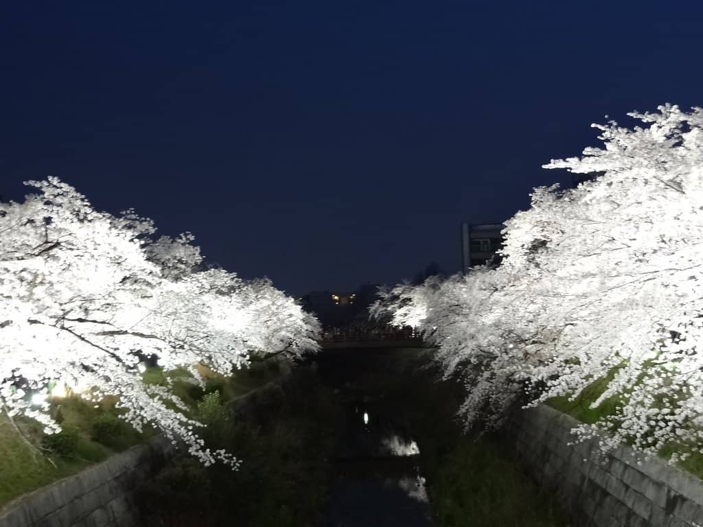 Illuminated Cherry Blossoms