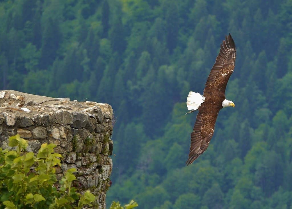 Spectacular Bird of Prey Show