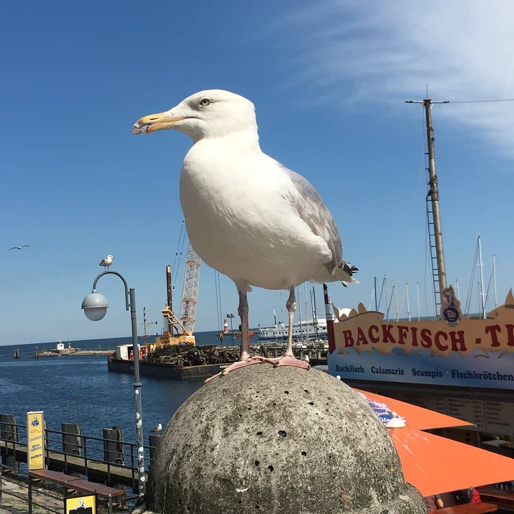 Beach and Lighthouse Views