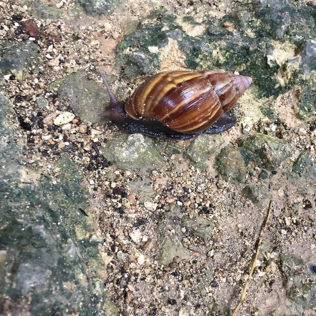 The Central Pond and Rokkaku-do Pavilion