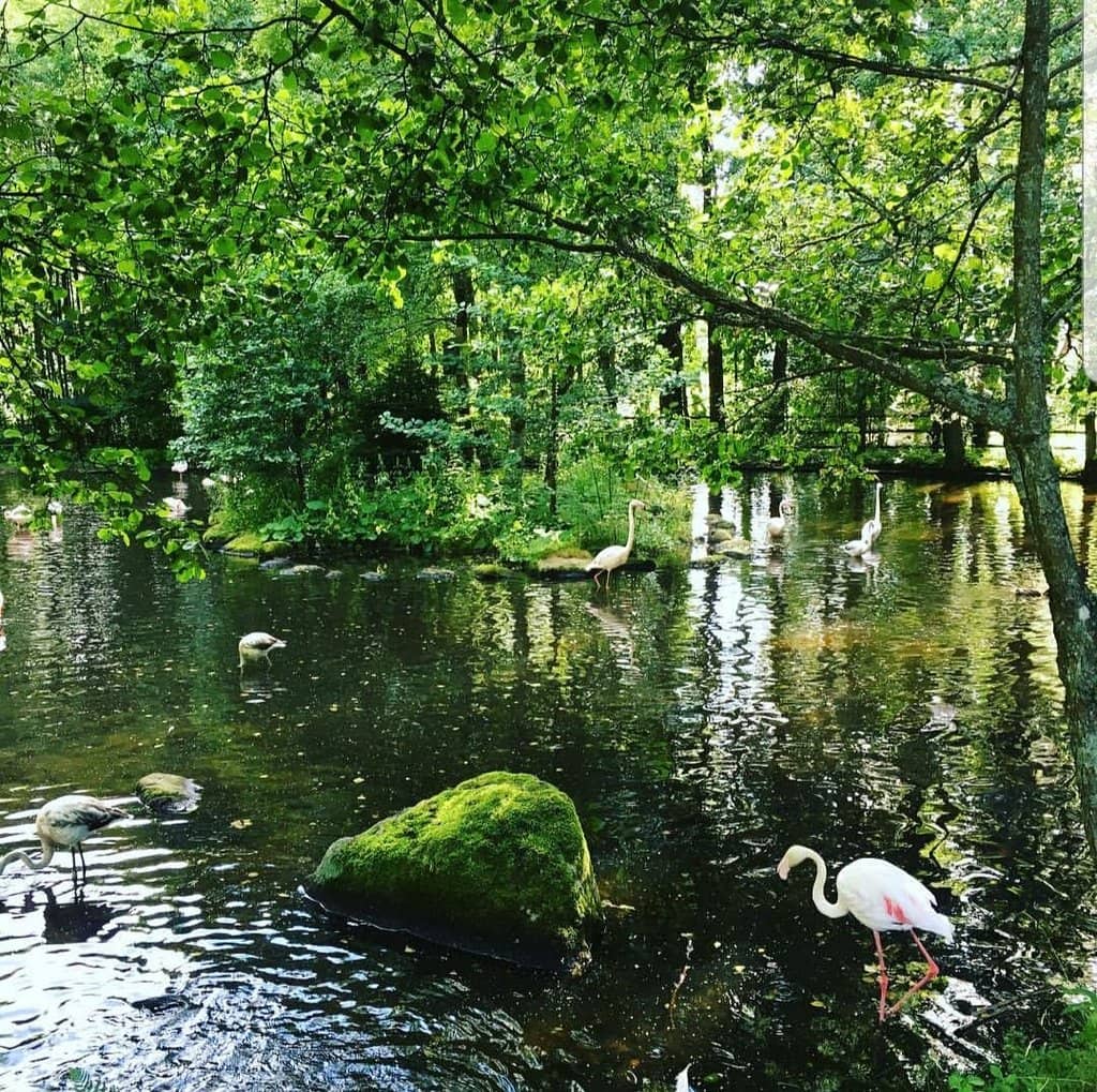 Nordic Wildlife Encounters