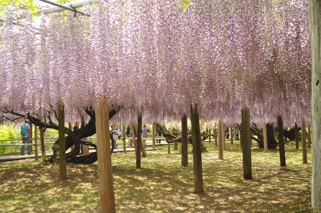 Wisteria Dome
