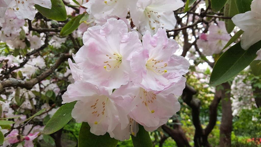 The Enchanting Garden