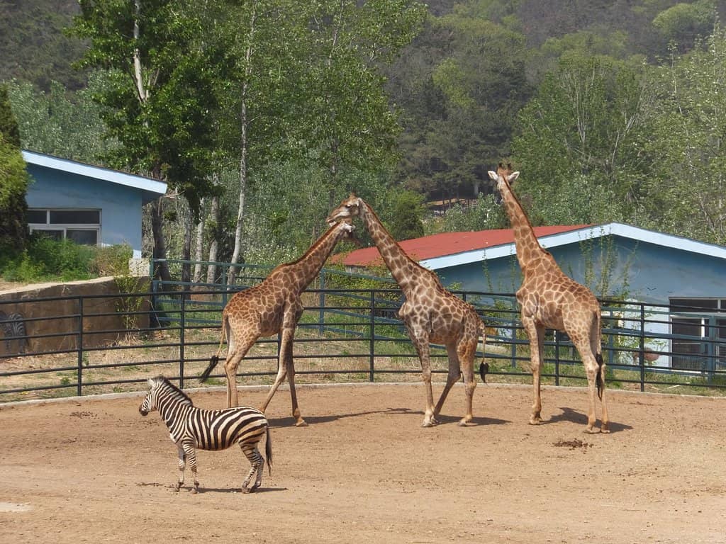 Chimpanzee Encounters