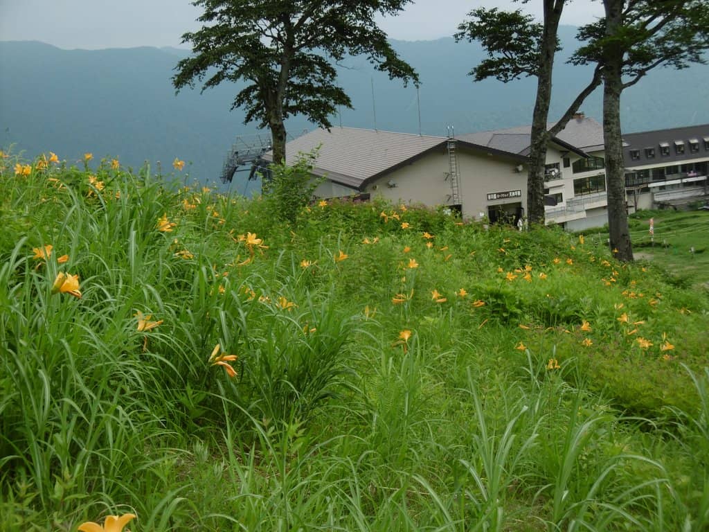 Autumn Foliage Spectacle