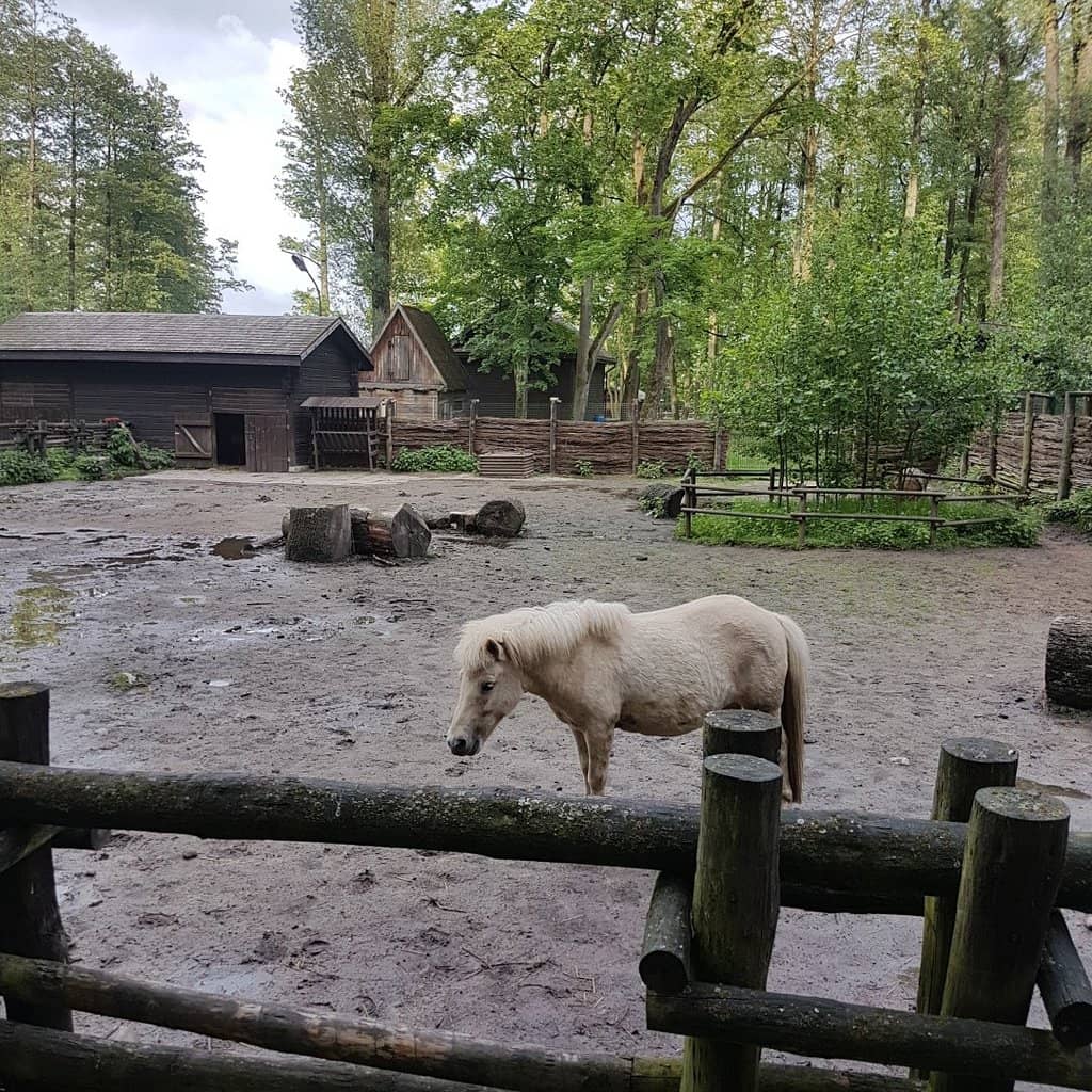 Charming Farm Animals