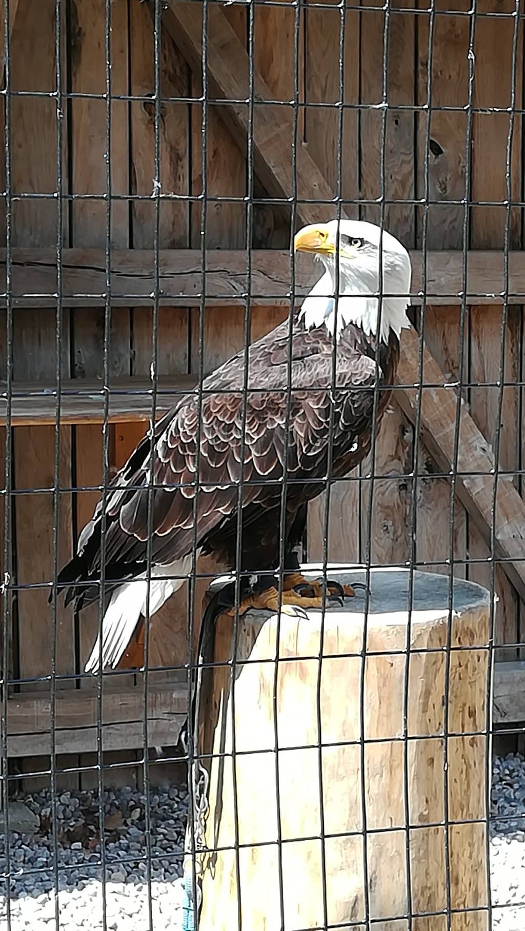 Charming Medieval Costumes