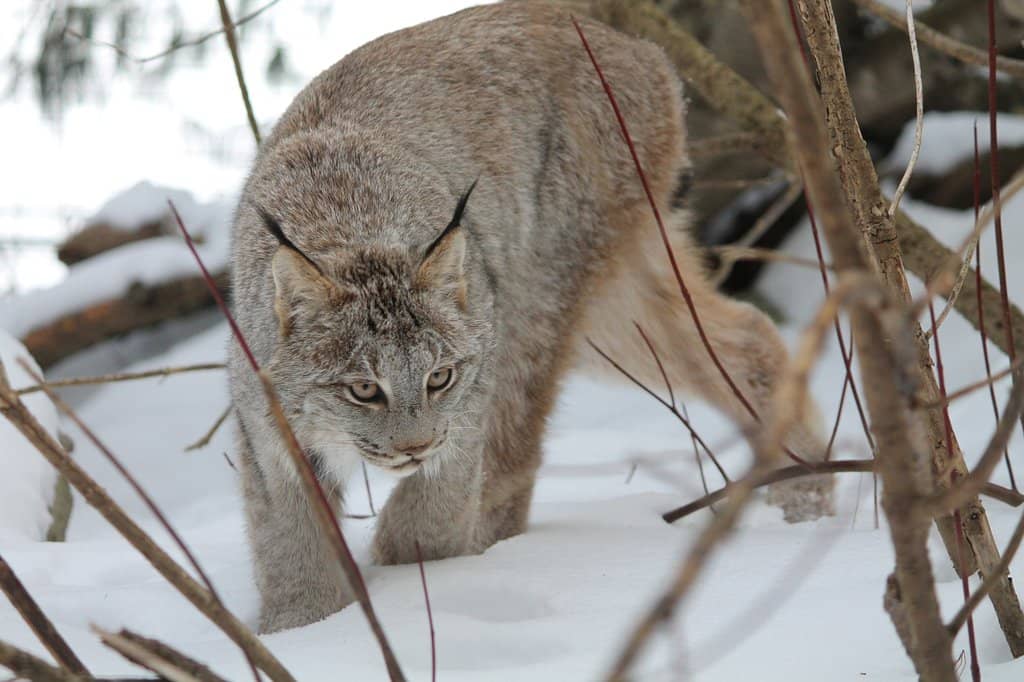 Train Ride & Carousel