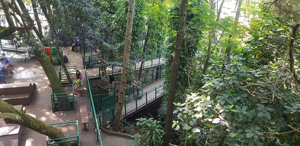 Forest Walk Bridges