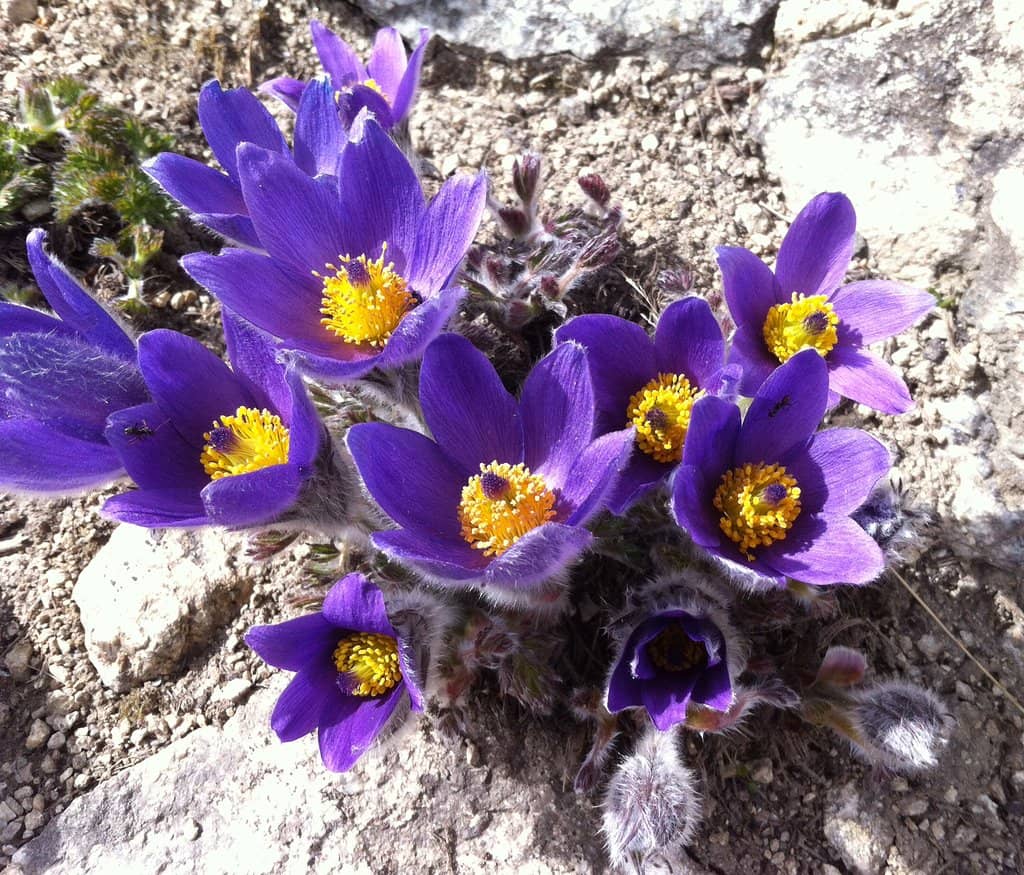 Panoramic Mountain Views