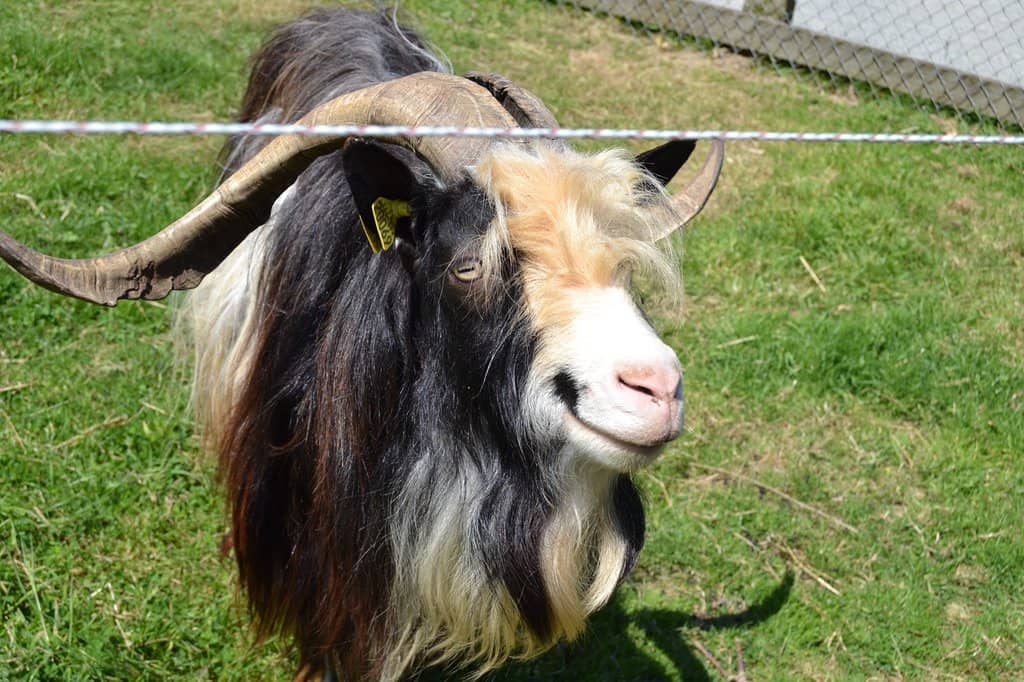 Traditional Farm Animals