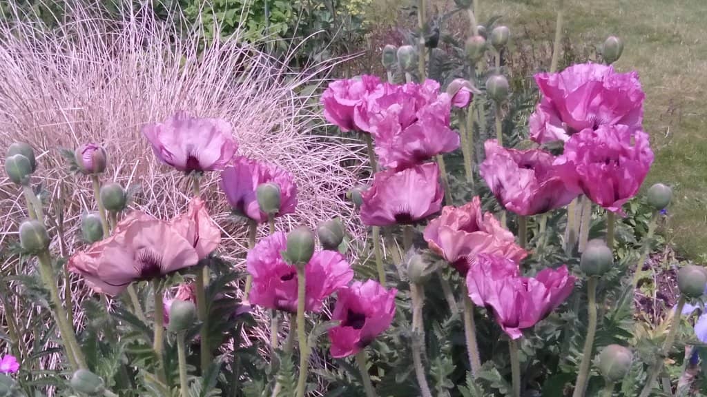 The Arboretum's Charm