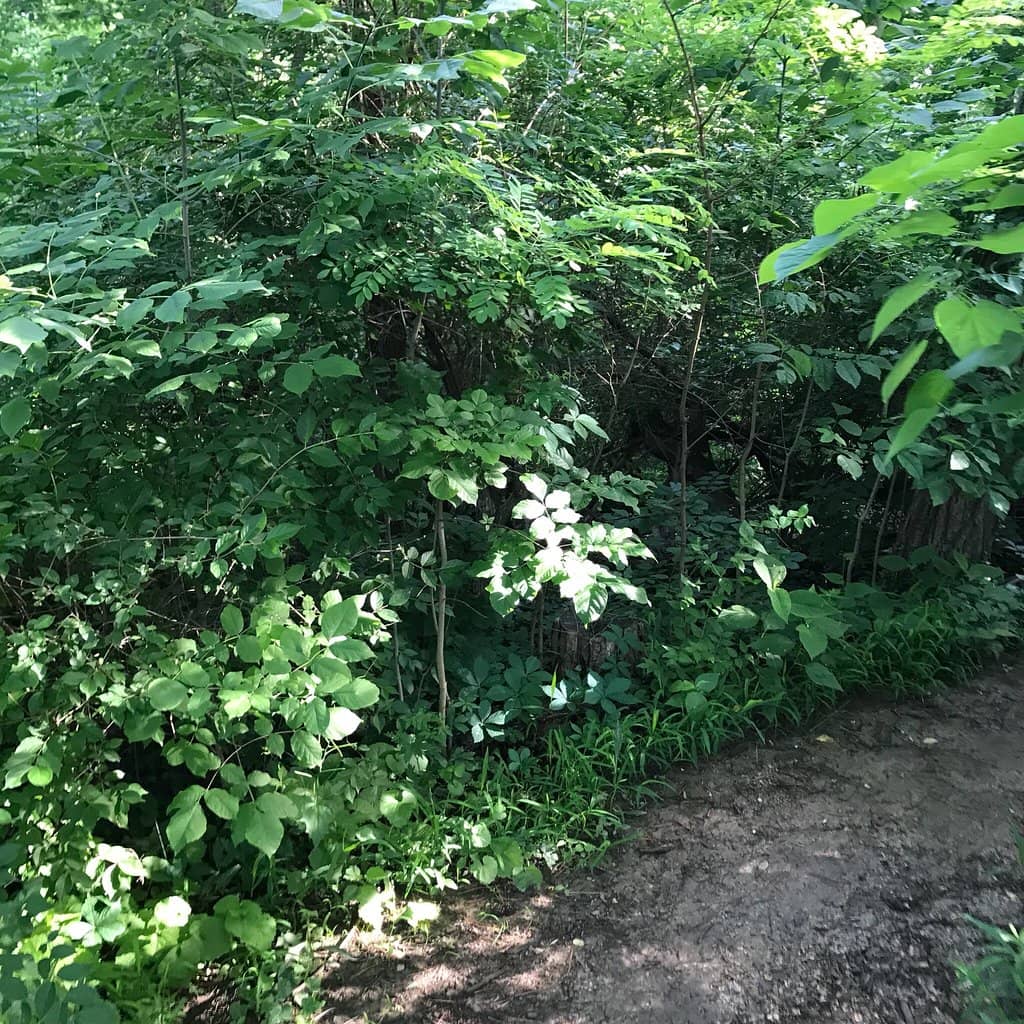 Cherry Blossom Grove