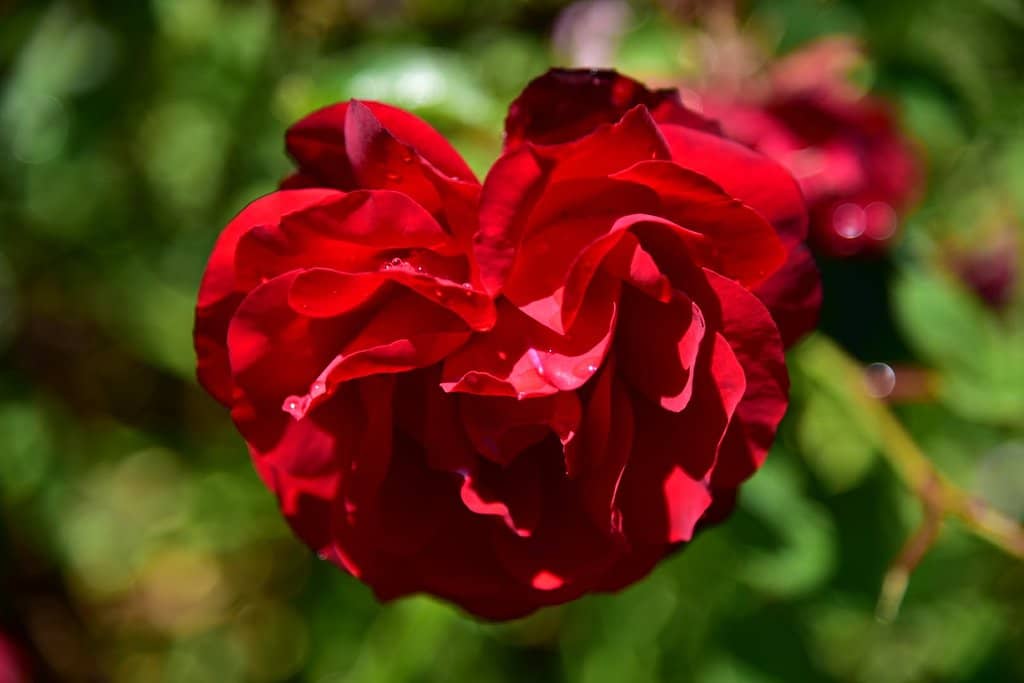 California Native Plants
