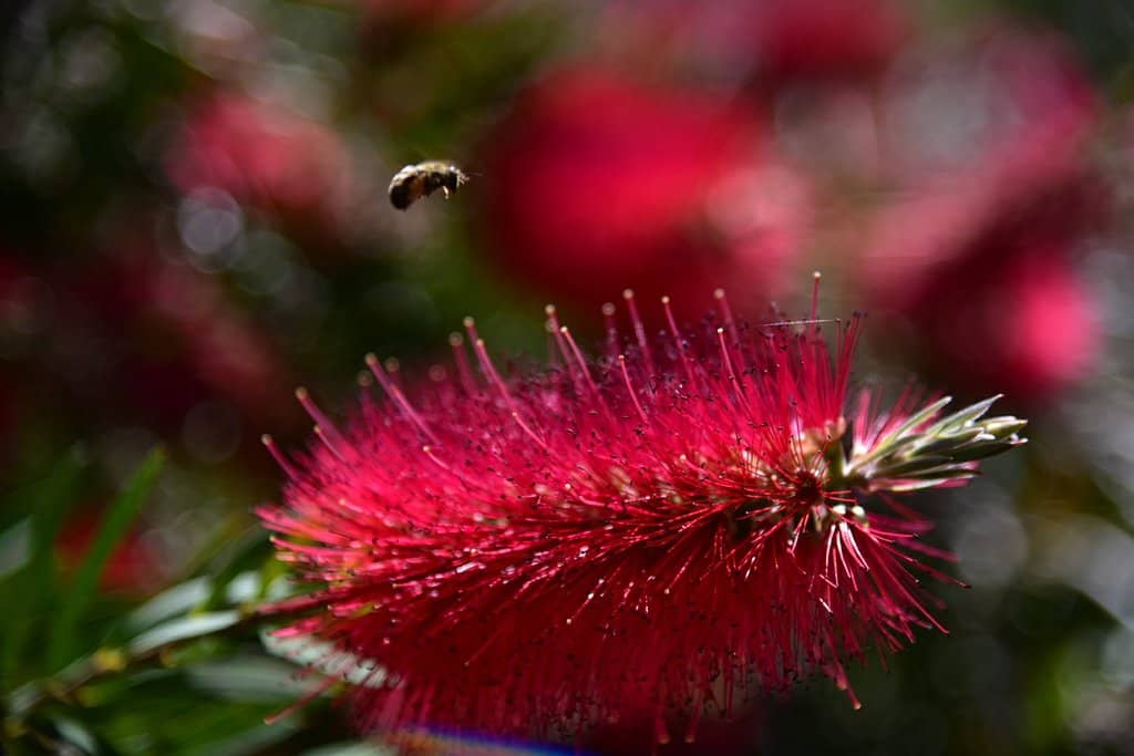 Redwood Grove Amphitheater