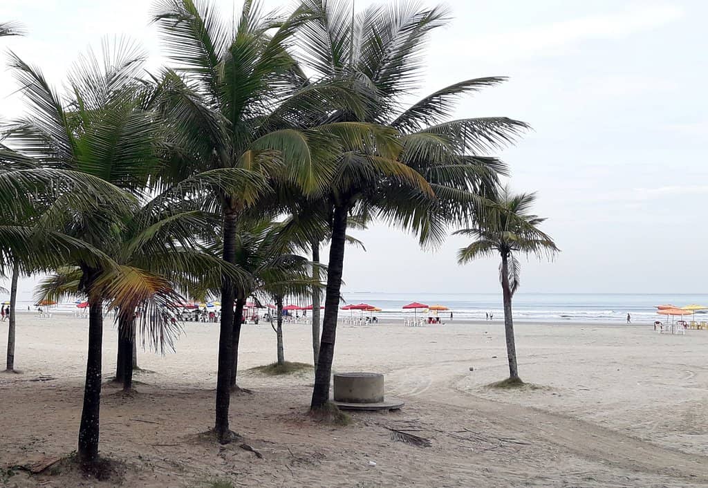 Palm-Shaded Esplanade