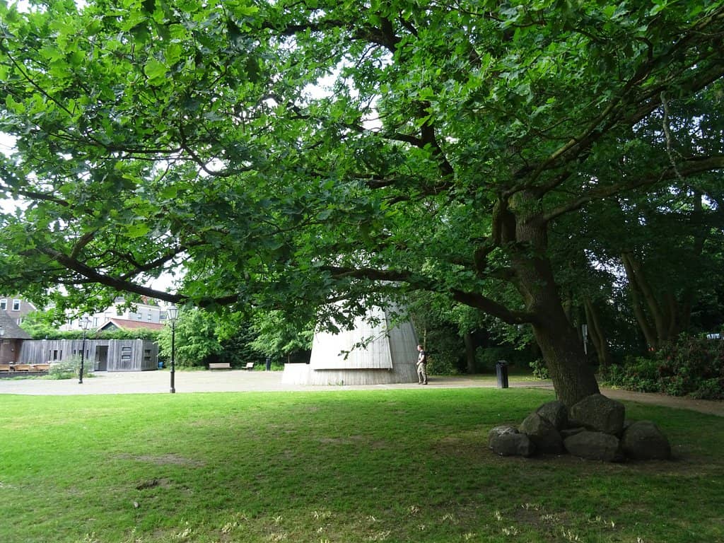 Rhododendron Displays