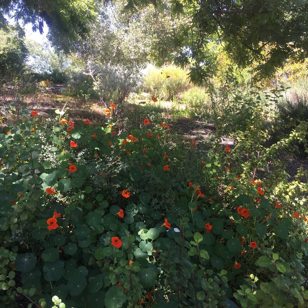 Matilija Poppies