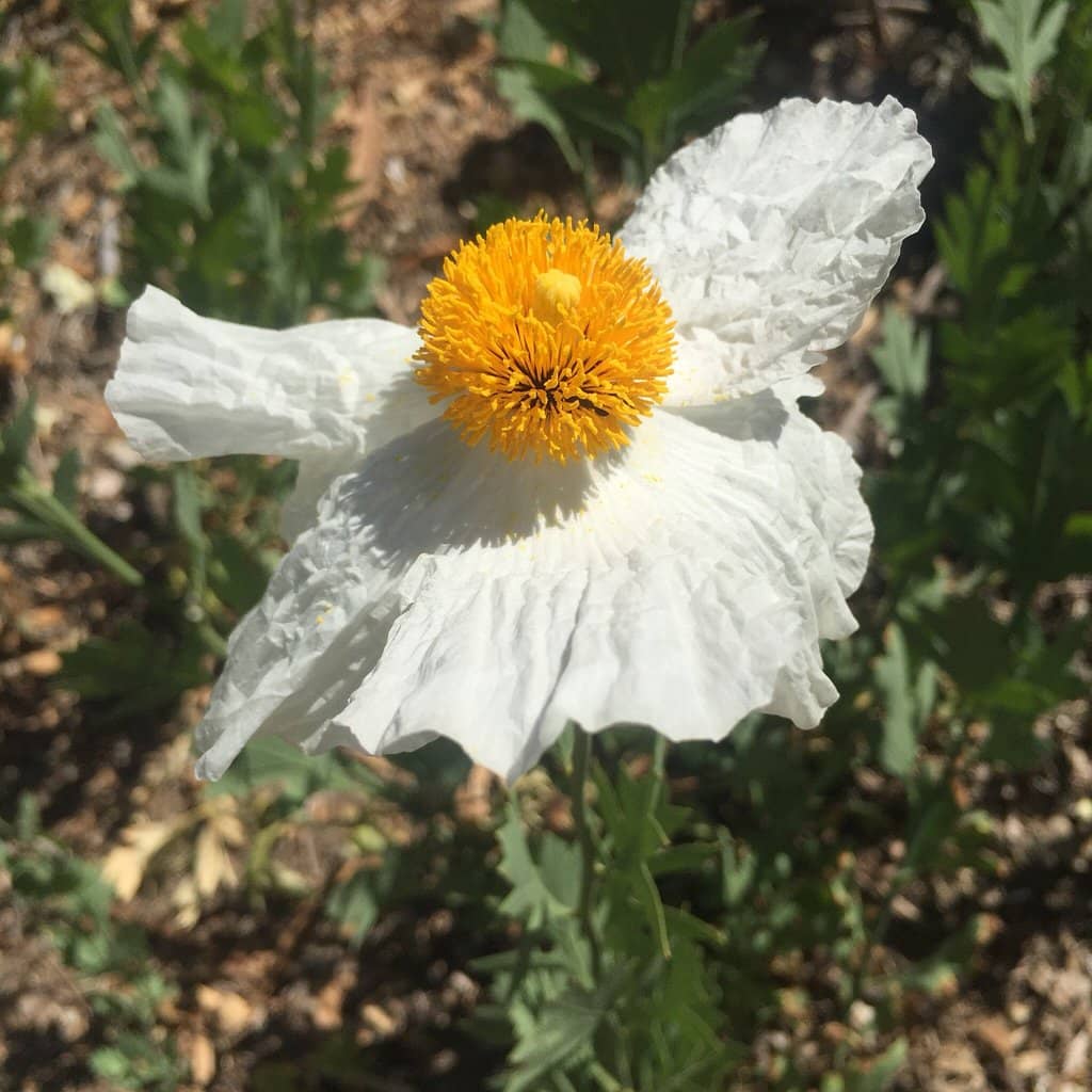 Kids Adventure Garden