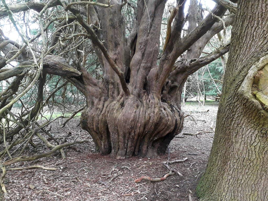 Ancient Yew Trees