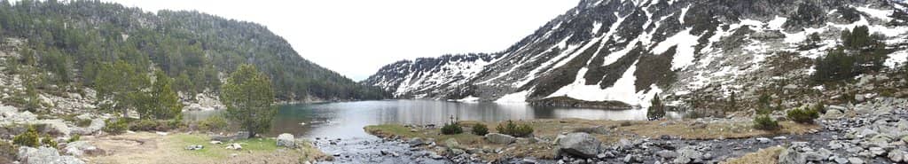 Highest Elevation Pine Forests