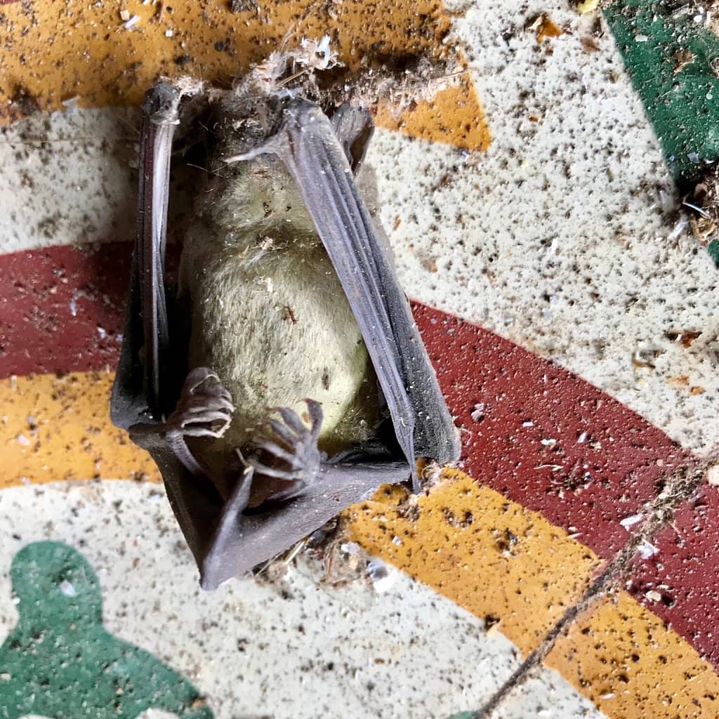 Sprawling Buddhist Compound