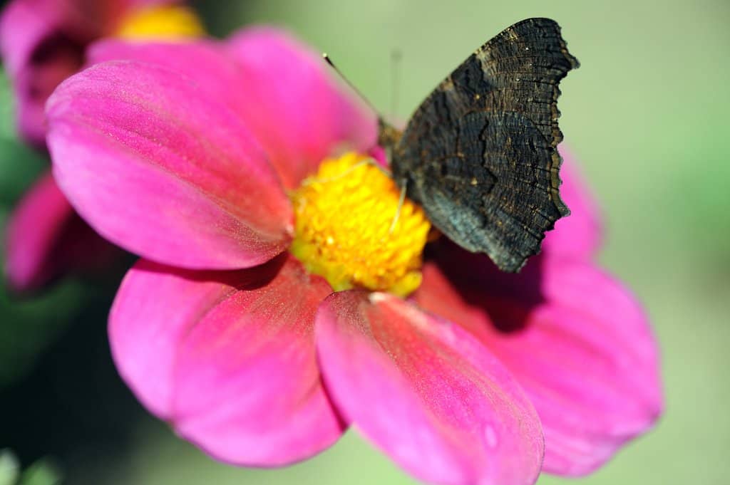 The Tomato Collection