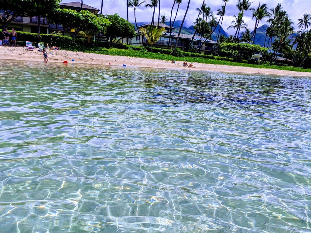 Sea Turtle Sightings