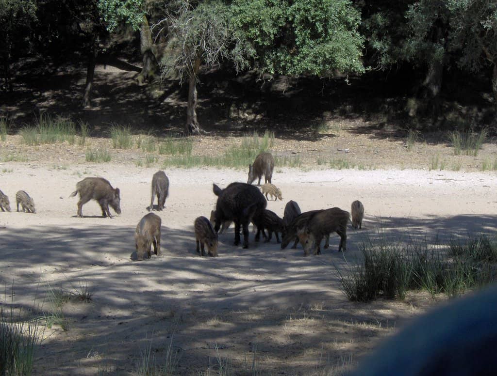 Historic Royal Hunting Grounds