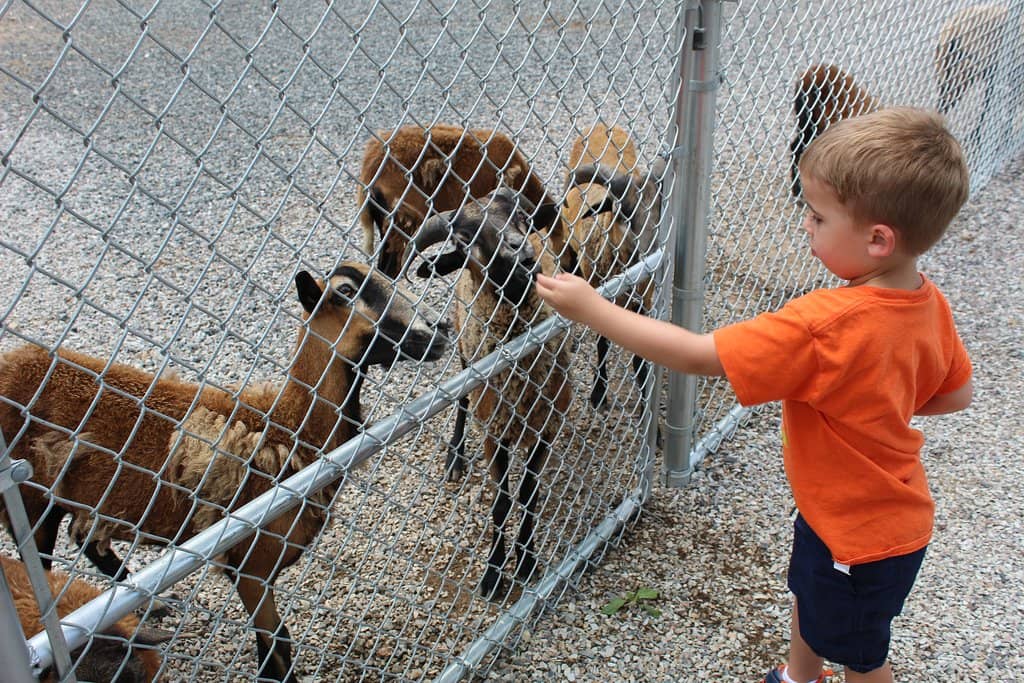 Baby Alligator Encounters