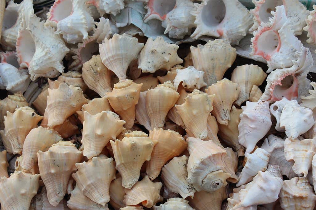 Sunrise & Sunset Spectacle