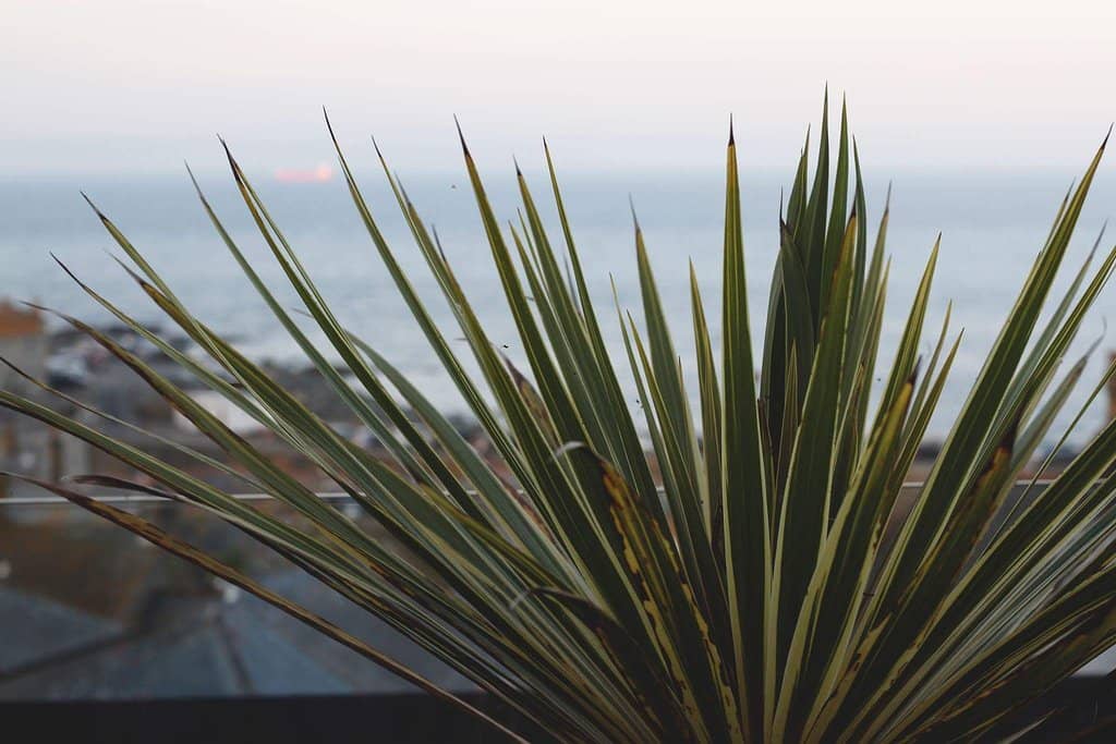 Mousehole Christmas Lights